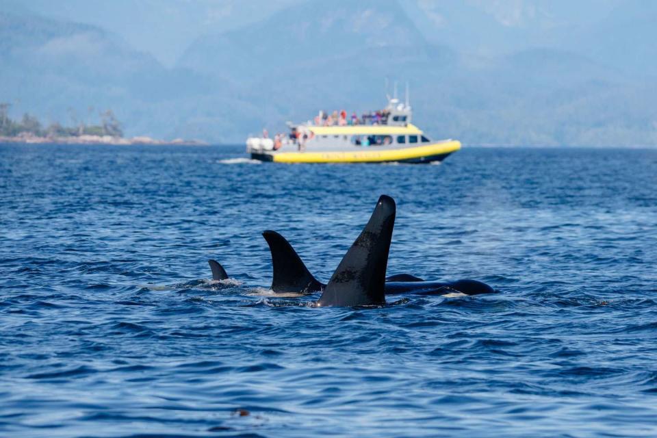 <p>Getty</p> Killer Whale (Orca) fins in British Columbia, Canada