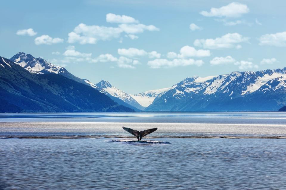 The whale in Alaska had got itself caught in lines attached to a heavy crab pot (Getty Images)