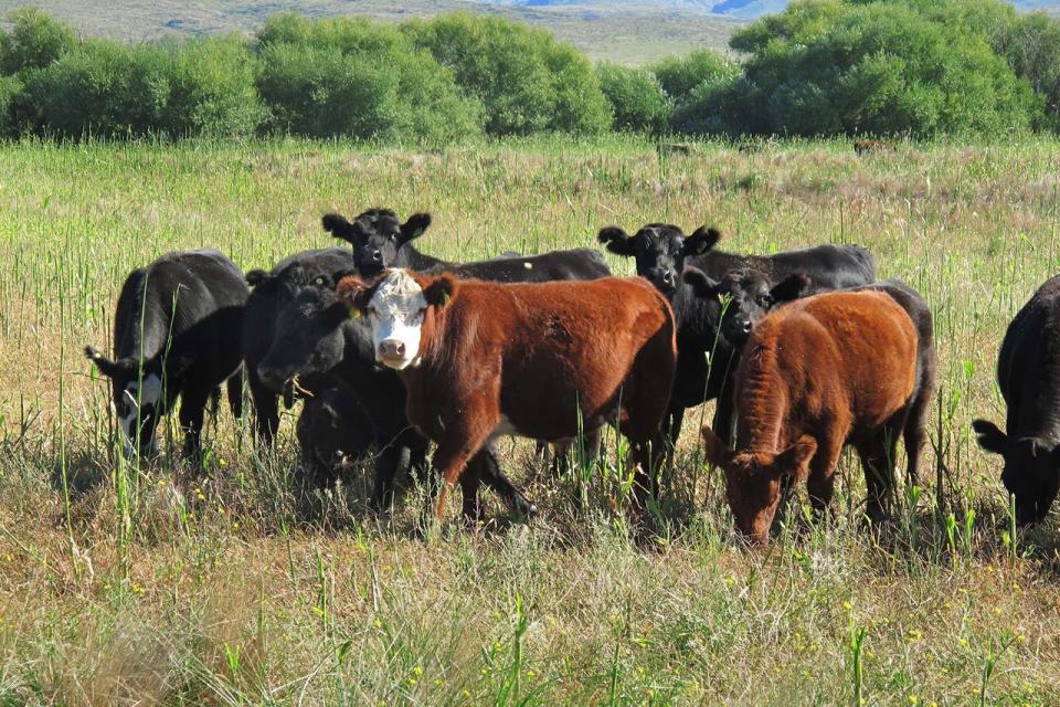 Exportación de carne: un negocio que incluye a toda la cadena de producción