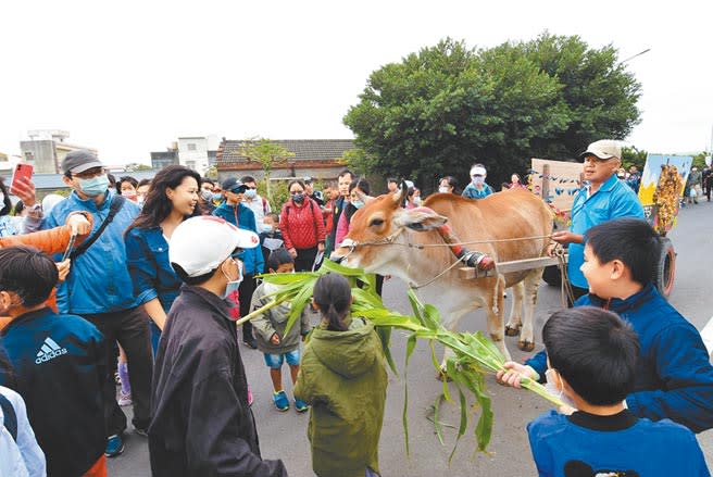 全台獨一無二的「2020國際海牛文化節」8日在芳苑鄉普天宮登場。海牛車隊目前僅存8隻老牛，轉型觀光載遊客體驗採蚵。海牛在廟埕廣場上吸引眾多親子目光。（謝瓊雲攝）