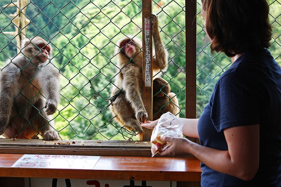 嵐山猴子公園 (Photo by Andrea Schaffer from Sydney, Australia, License: CC BY 2.0, Wikimedia Commons提供, 圖片來源www.flickr.com/photos/aschaf/3810482439)