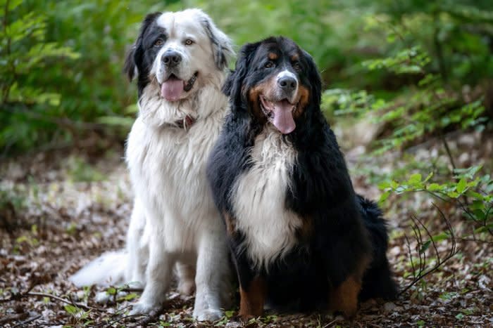 Portrait of two A Bernese Mountain Dog and a Landseer sit side by side in the woods. Outdoor photo dogs