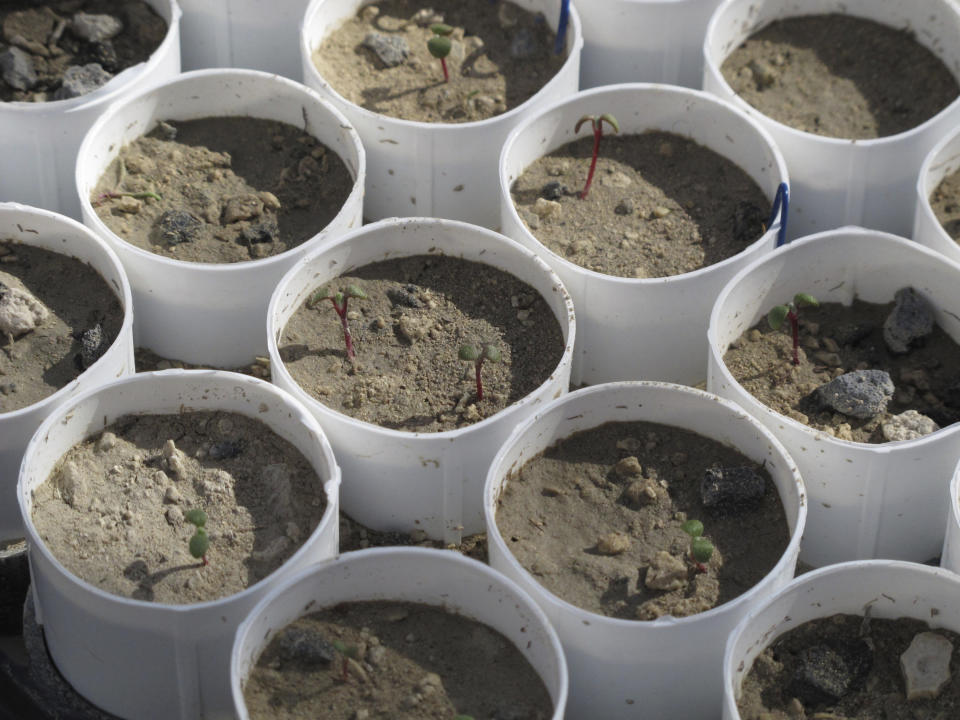 Tiny stems of Tiehm's buckwheat are pictured growing in a greenhouse at the University of Nevada, Reno in this photo taken on Feb. 10, 2020 in Reno, Nevada. The research is being funded by an Australian mining company that wants to mine lithium in the high desert 200 miles southeast of Reno, the only place the rare wildflower is known to exist in the world. UNR researchers are studying whether they can transplant the plant or seeds germinating in the greenhouse to the desert to bolster the native population. (AP Photo/Scott Sonner)