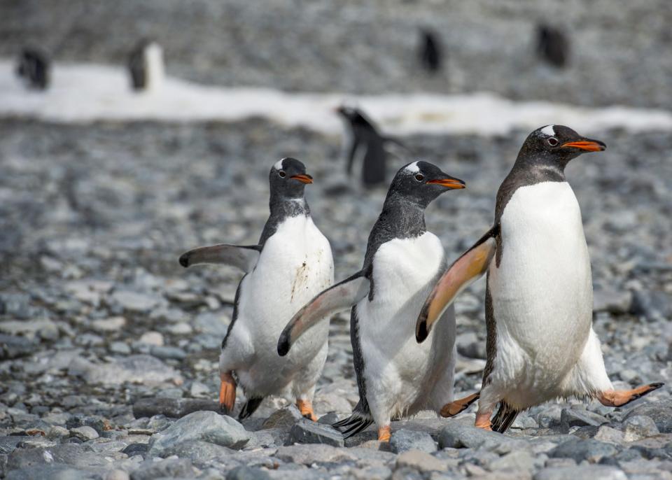 A Gentoo penguin and its chick in Cuverville Island, in the western Antarctic peninsula on March 04, 2016. 