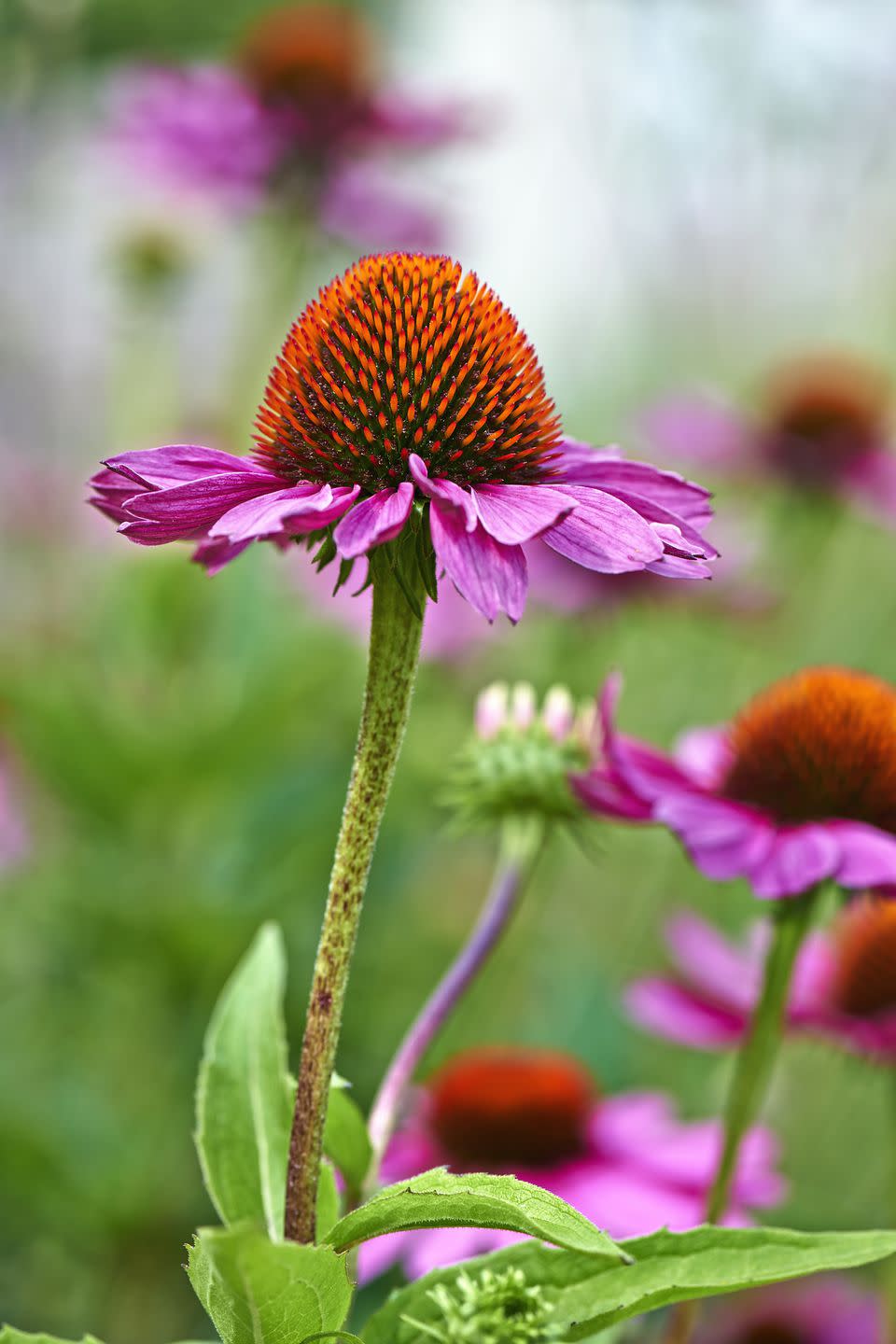 Echinacea