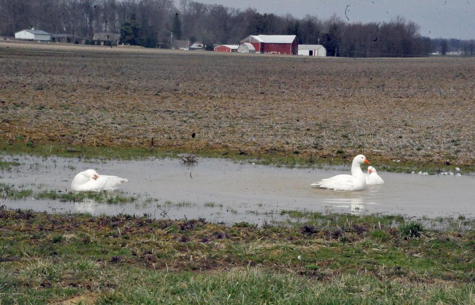 Geese on land would be referred to as a “gaggle,” whereas a group of geese seen flying is often referred to as a “skein” or “wedge. This "gaggle" was seen bathing recently in a puddle near Smithville.
