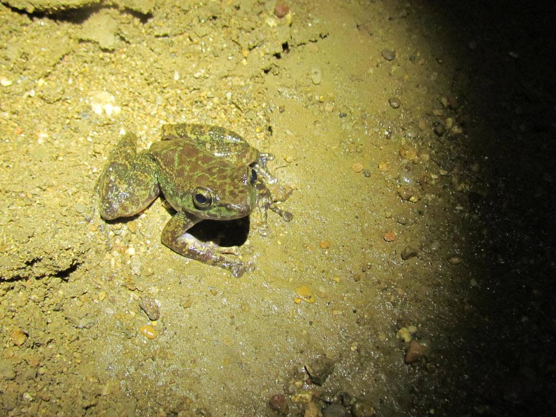 Amolops siju, or the Siju cascade frog, sitting on the cavern floor.