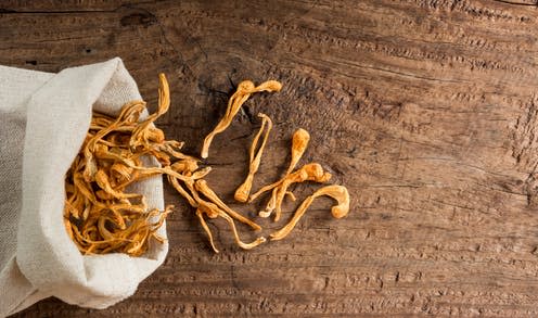   <span class="attribution"><a class="link " href="https://www.shutterstock.com/image-photo/top-view-dried-cordyceps-militaris-mushroom-1014551491" rel="nofollow noopener" target="_blank" data-ylk="slk:Arnut09Job/Shutterstock;elm:context_link;itc:0;sec:content-canvas">Arnut09Job/Shutterstock</a></span>