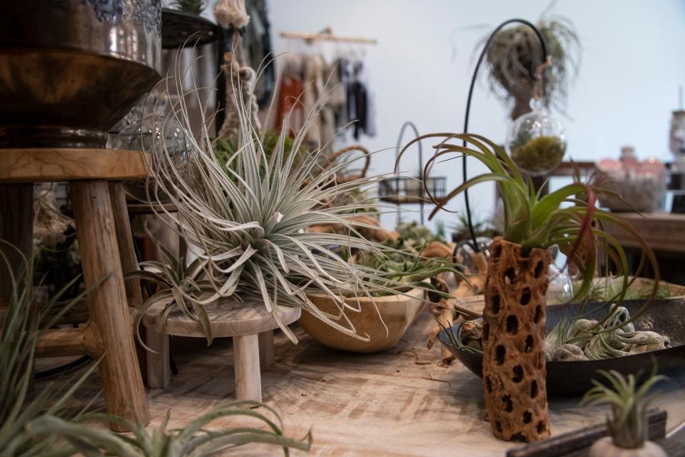 Various air plants for sale at Zahra in downtown Birmingham on Friday, July 14, 2023.