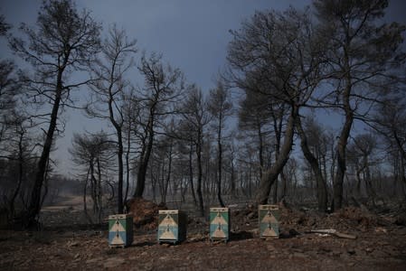 Beehives are seen among burned trees following a wildfire near the village of Stavros on the island of Evia