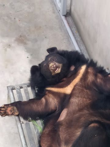 <p>Animals Asia</p> Buzz the bear resting in her den at Animals Asia's sanctuary in Vietnam's Bach Ma National Park