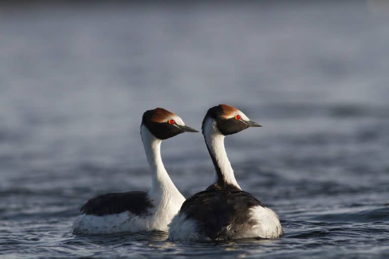 El proceso de reproducción de los macá tobianos está afectado por el cambio climático