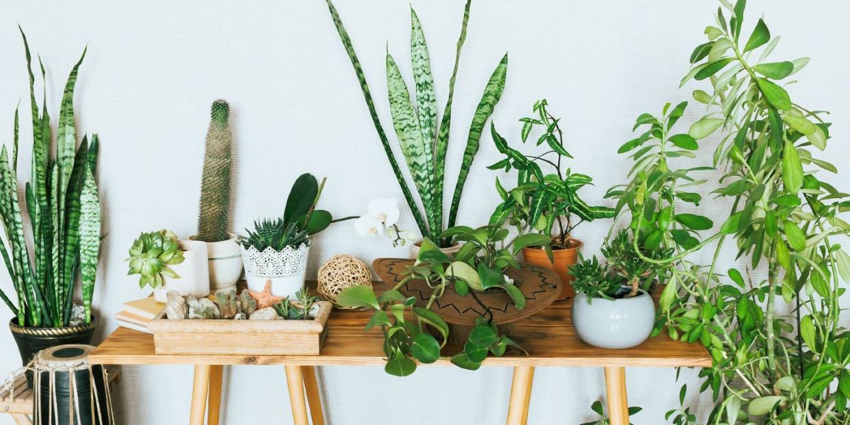 where to buy plants online