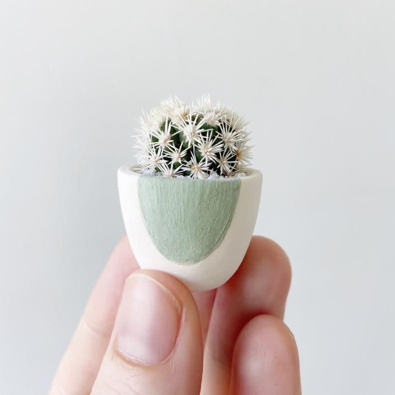 Mini Cactus