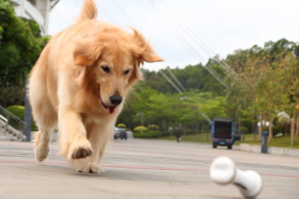 El hueso conectado se puede programar con diversas reacciones automáticas para entretener al perro