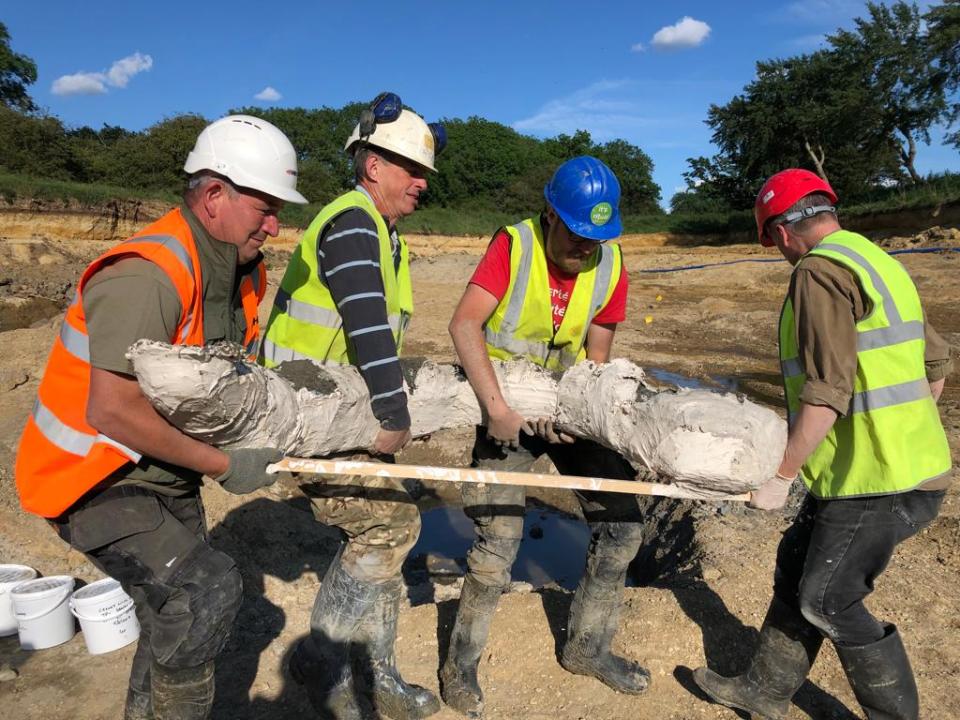 Archeologists excavate a mammoth tusk.