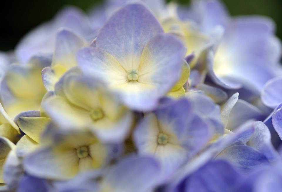 Hydrangeas in bloom