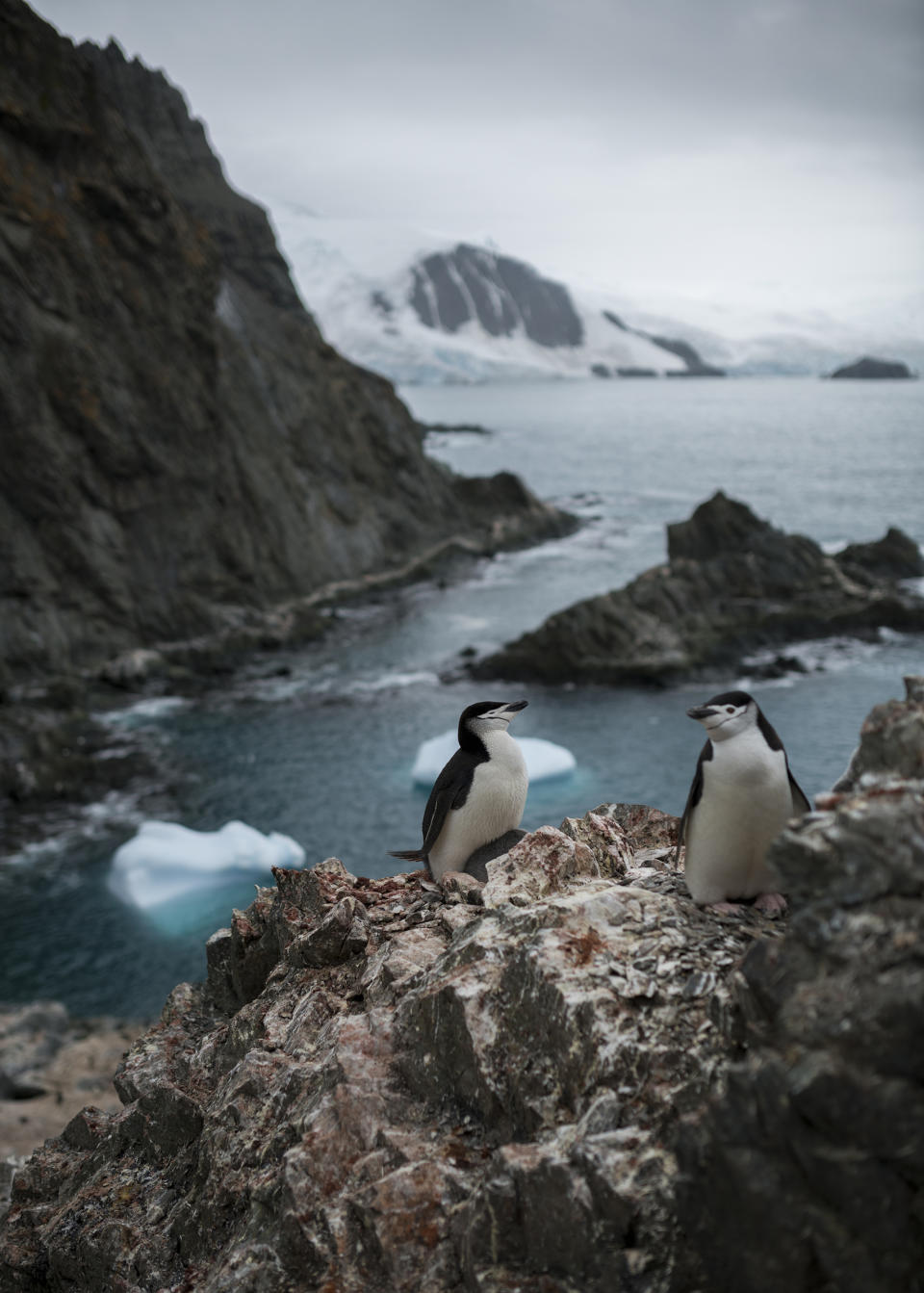 A chinstrap penguin colony on Elephant Island, Antarctica on Jan. 17, 2020. | Christian Åslund —Greenpeace and TIME