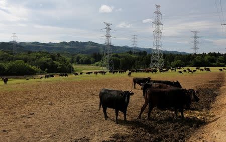 Irradiated cattle and electric power transmission lines are seen at the Farm of Hope, near Tokyo Electric Power Co's (TEPCO) tsunami-crippled Fukushima Daiichi nuclear power plant, in Namie town, Fukushima prefecture, Japan May 17, 2018. Picture taken May 17, 2018. REUTERS/Toru Hanai