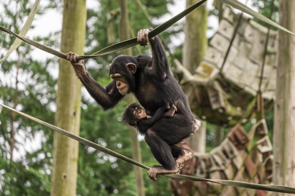 Older sister, Stevie (Nicks), gives mum Zee Zee a helping hand with her new baby boy