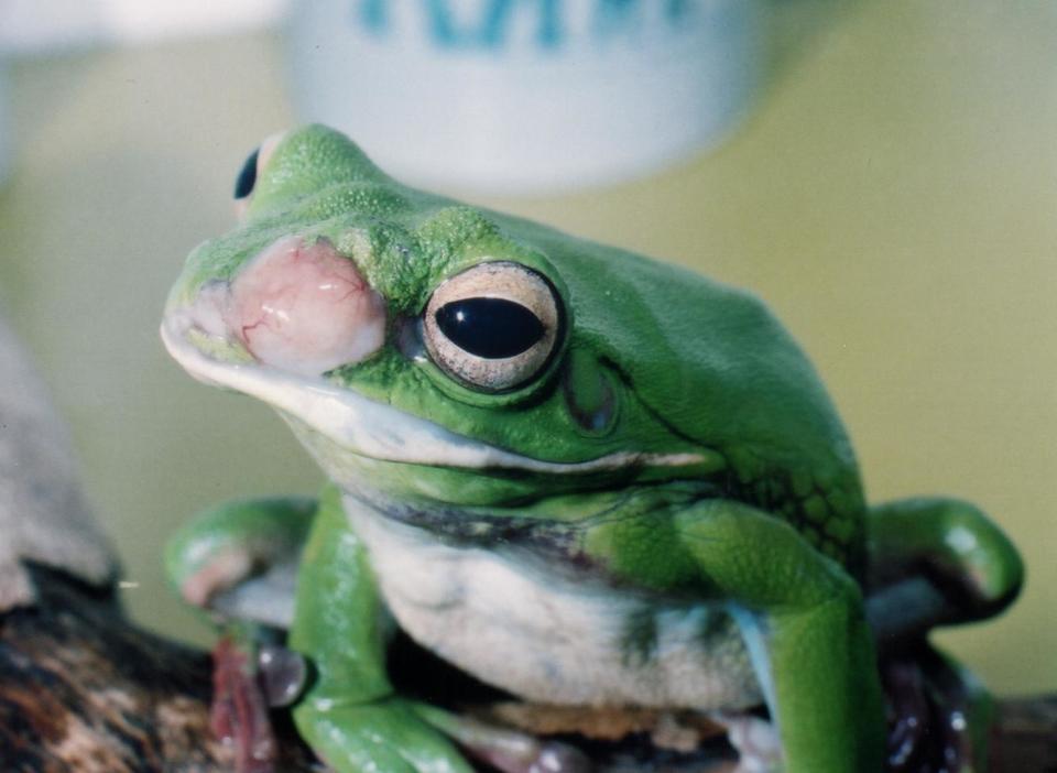 A green frog in Australia with a white cancerous growth on its face.