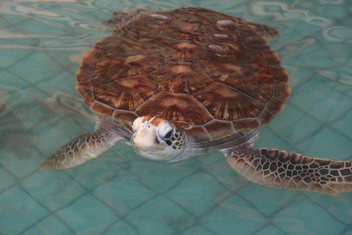 A sea turtle is pictured swimming in a pool with blue tiles.