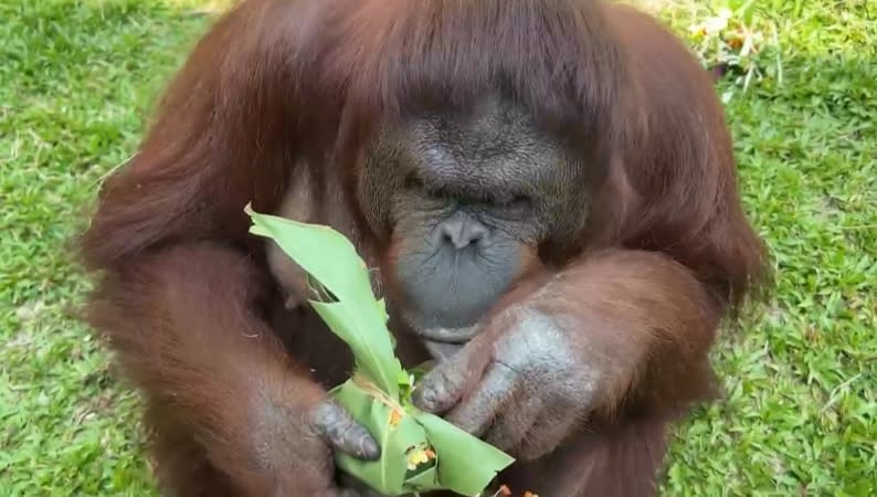 壽山動物園水豚君不捧場「不吃粽」　轉頭吃牧草！保育員心碎滿地