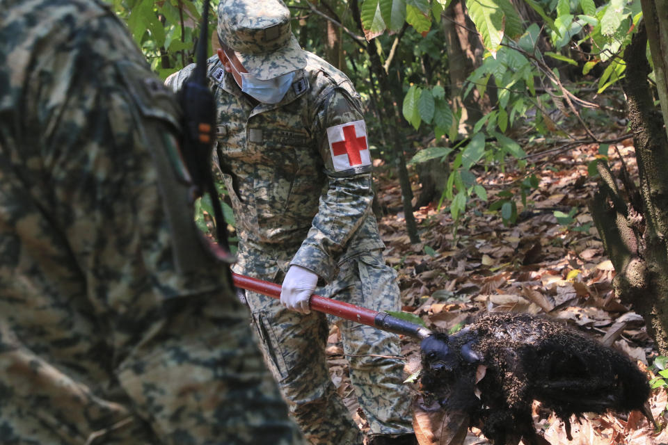 A soldier removes the body of a howler monkey that died amid extremely high temperatures in Tecolutilla, Tabasco state, Mexico, May 21, 2024. Dozens of howler monkeys were found dead in the Gulf Coast state while others were rescued by residents who rushed them to a local veterinarian. (AP Photo/Luis Sanchez)