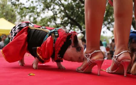A carnival reveller and her pig take part in the "Blocao" or dog carnival parade during carnival festivities in Rio de Janeiro, Brazil, February 25, 2017. REUTERS/Sergio Moraes