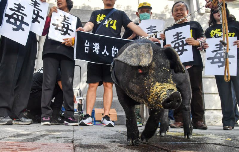 秋鬥誓師 台灣豬反萊豬。圖／中央社