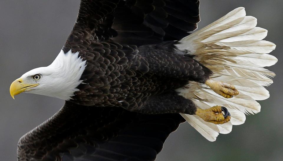 In this Jan. 28, 2016, photo, a bald eagle soars over the Haw River below Jordan Lake in Moncure, North Carolina Three bald eagles in the state have died due to the bird flu.