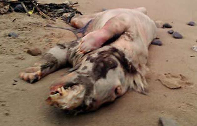 This 'pig beast' washed up on a Wales beach earlier this year and similarily mystified experts.