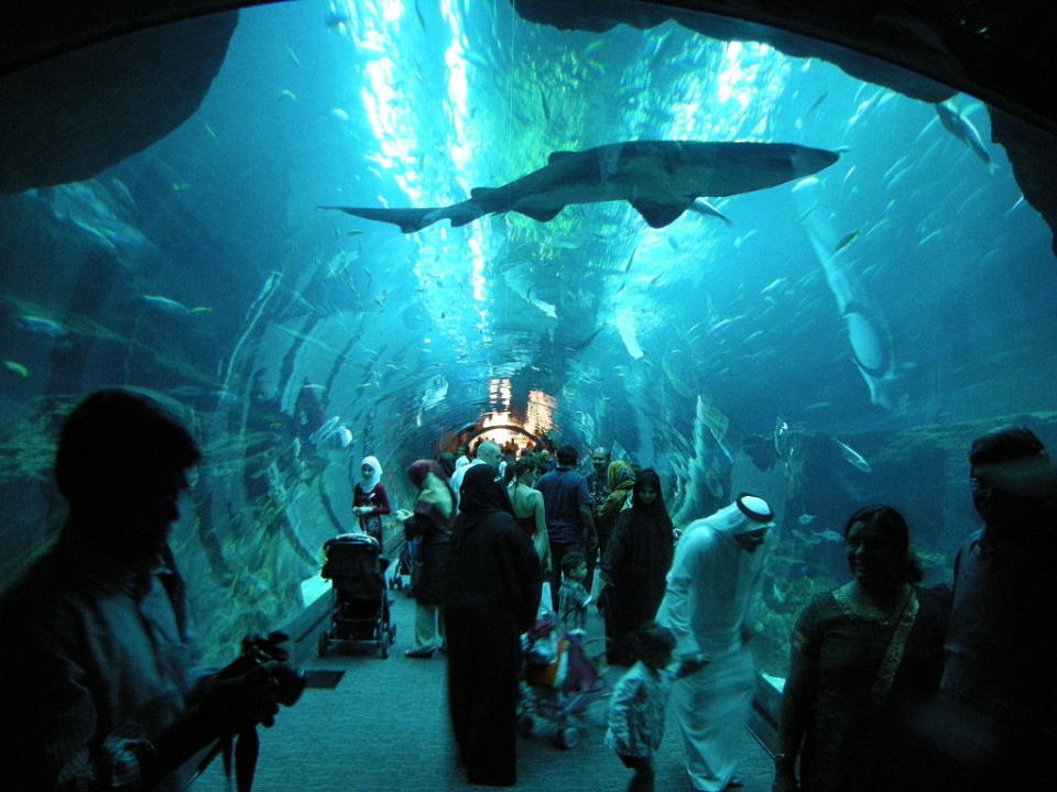 杜拜水族館和水底動物園 (Photo by Leandro Neumann Ciuffo, License: CC BY 2.0, 圖片來源www.flickr.com/photos/leandrociuffo/4129351332)