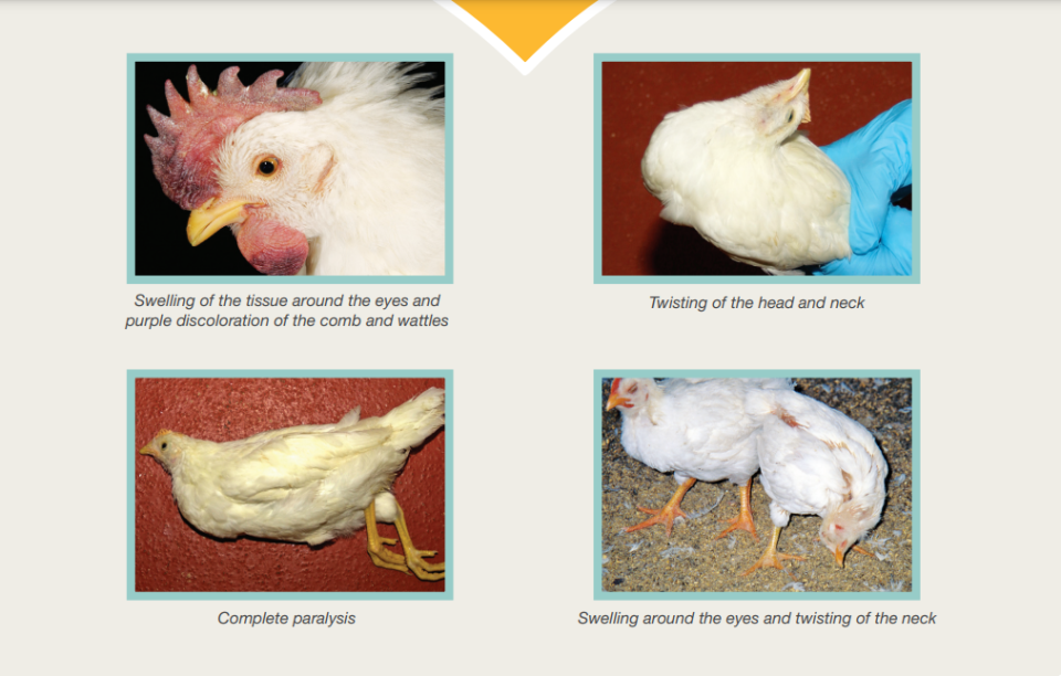 Some symptoms of Avian Influenza (the bird flu).