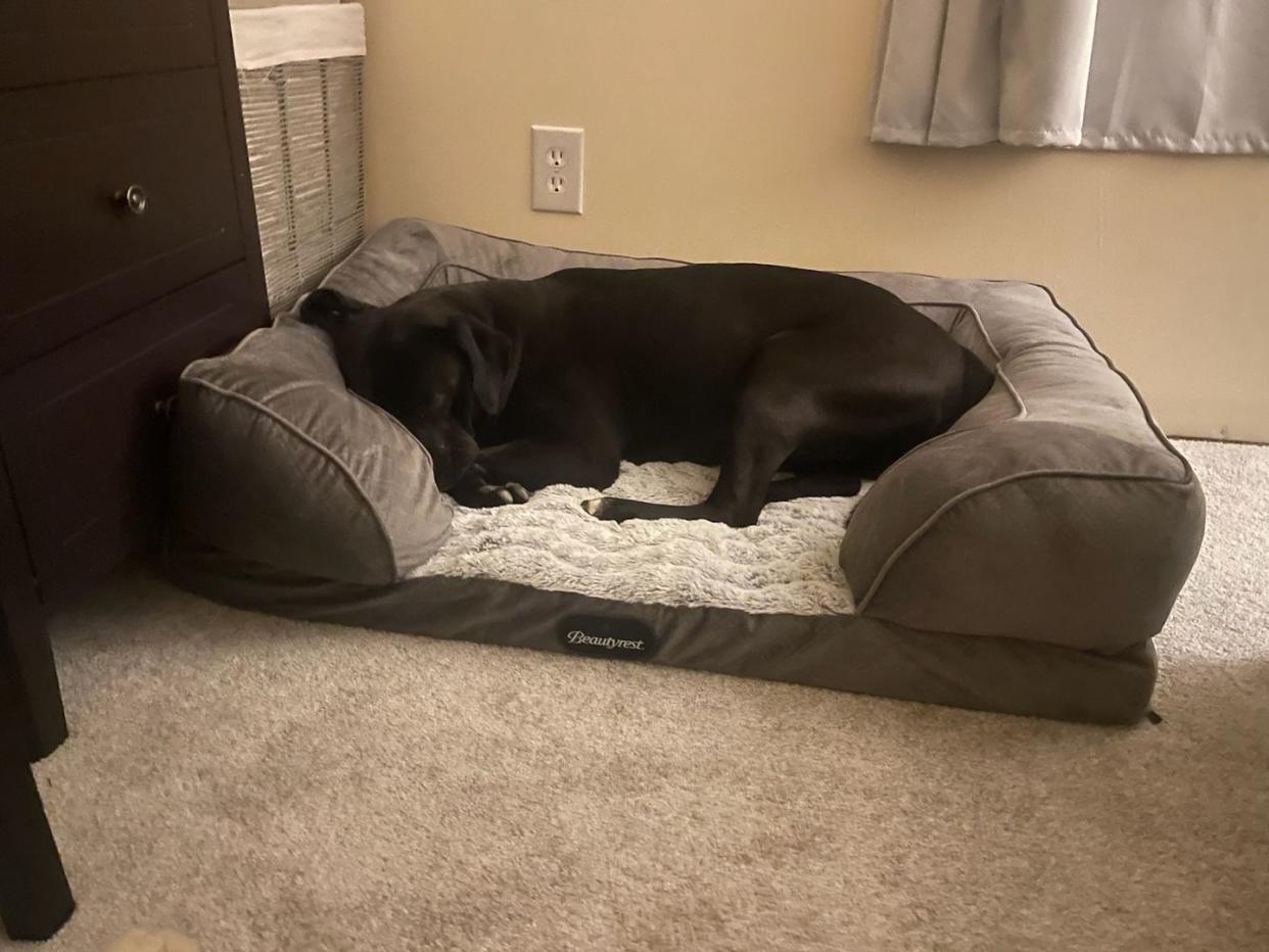 black dog laying in gray bed with three and a half bolstered edges