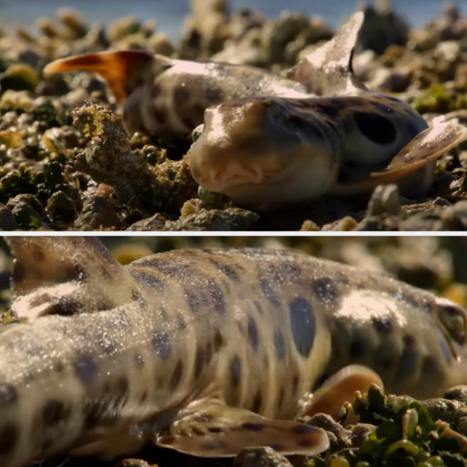 Close-up images of a small shark with leopard-like spots, lying among rocks and algae near the shore