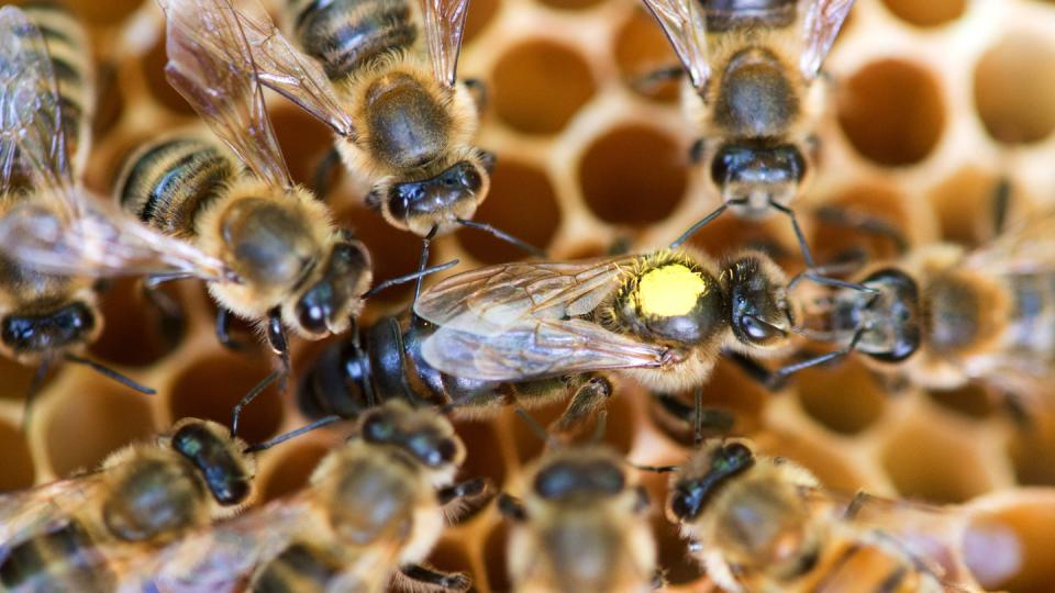 Eine Königin sitzt umringt von Honigbienen ihres Staates auf einer Wabe. Foto: Klaus-Dietmar Gabbert/Illustration