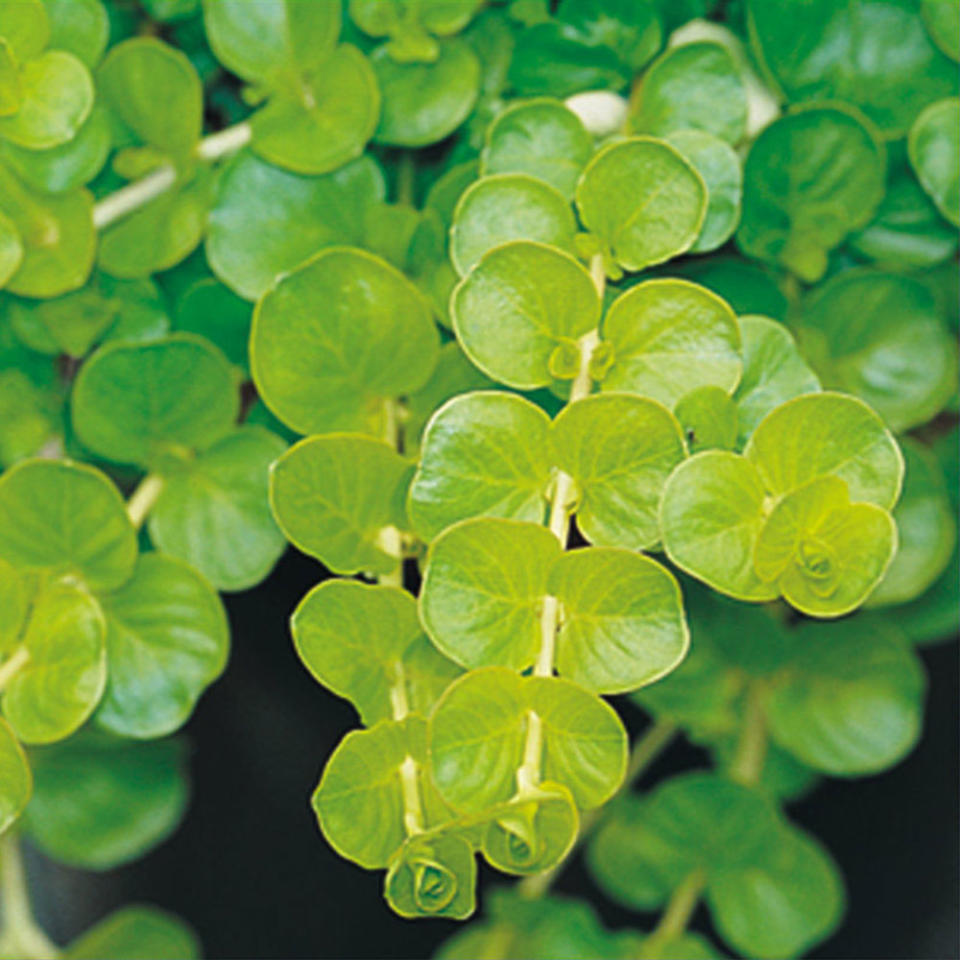 A container garden is the ultimate accessory for your porch, patio, or doorstep. These plants will keep you in style, even in the shade