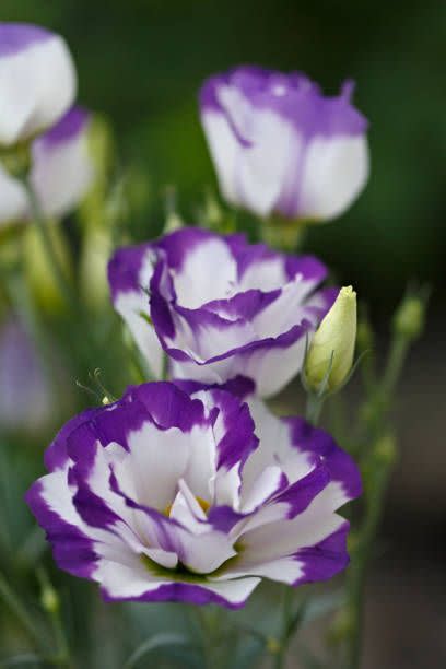 a purple and white flower in the summer garden