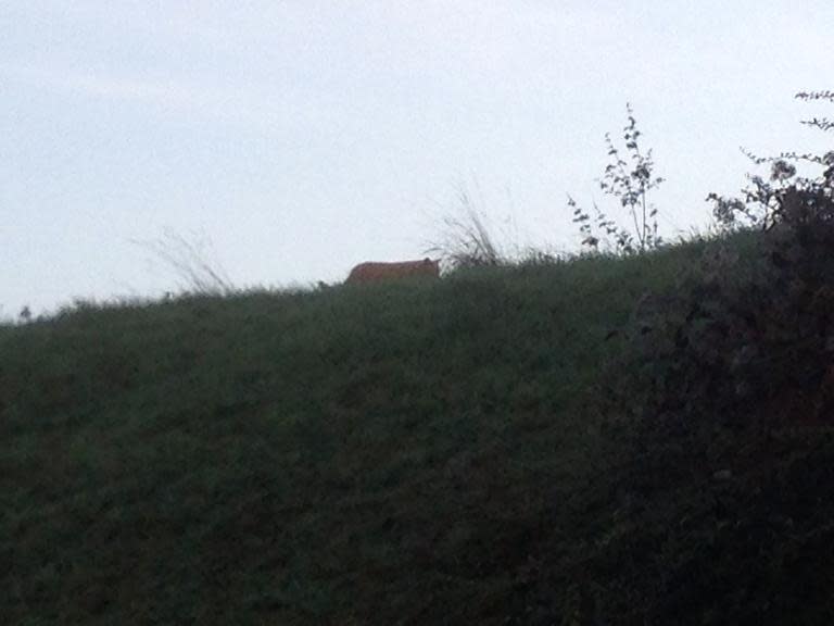 A tiger walks on the loose in Montevrain, east of Paris, as seen in this photo taken by a passerby on November 13, 2014