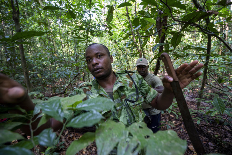 Park rangers cut through Gabon's Pongara National Park dense forest looking for forest elephant dung, on March 9, 2020. Gabon holds about 95,000 African forest elephants, according to results of a survey by the Wildlife Conservation Society and the National Agency for National Parks of Gabon, using DNA extracted from dung. Previous estimates put the population at between 50,000 and 60,000 or about 60% of remaining African forest elephants. (AP Photo/Jerome Delay)