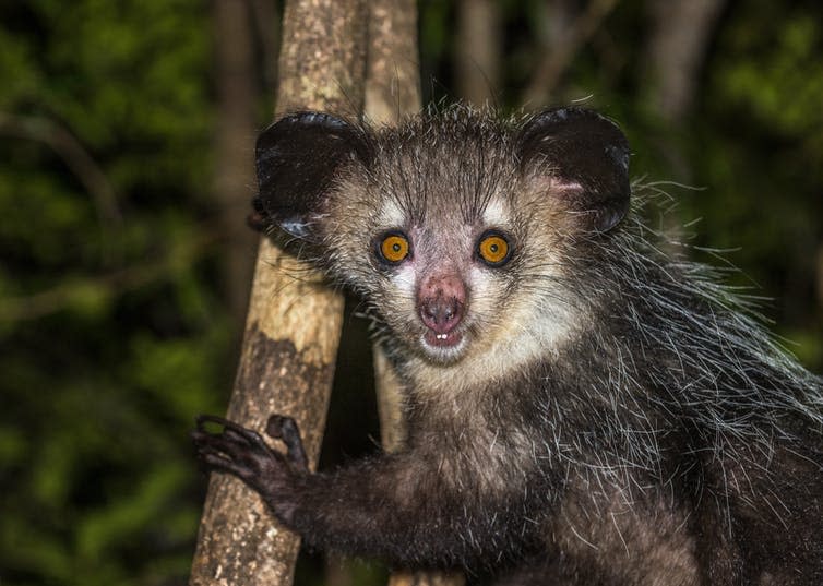 Small furry creature clings to branch