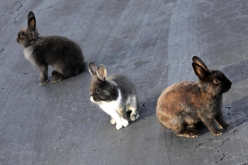 A trio of rabbits gather on a driveway, Tuesday, July 11, 2023, in Wilton Manors, Fla. The Florida neighborhood is having to deal with a growing group of domestic rabbits on its streets after a breeder illegally let hers loose. (AP Photo/Wilfredo Lee)