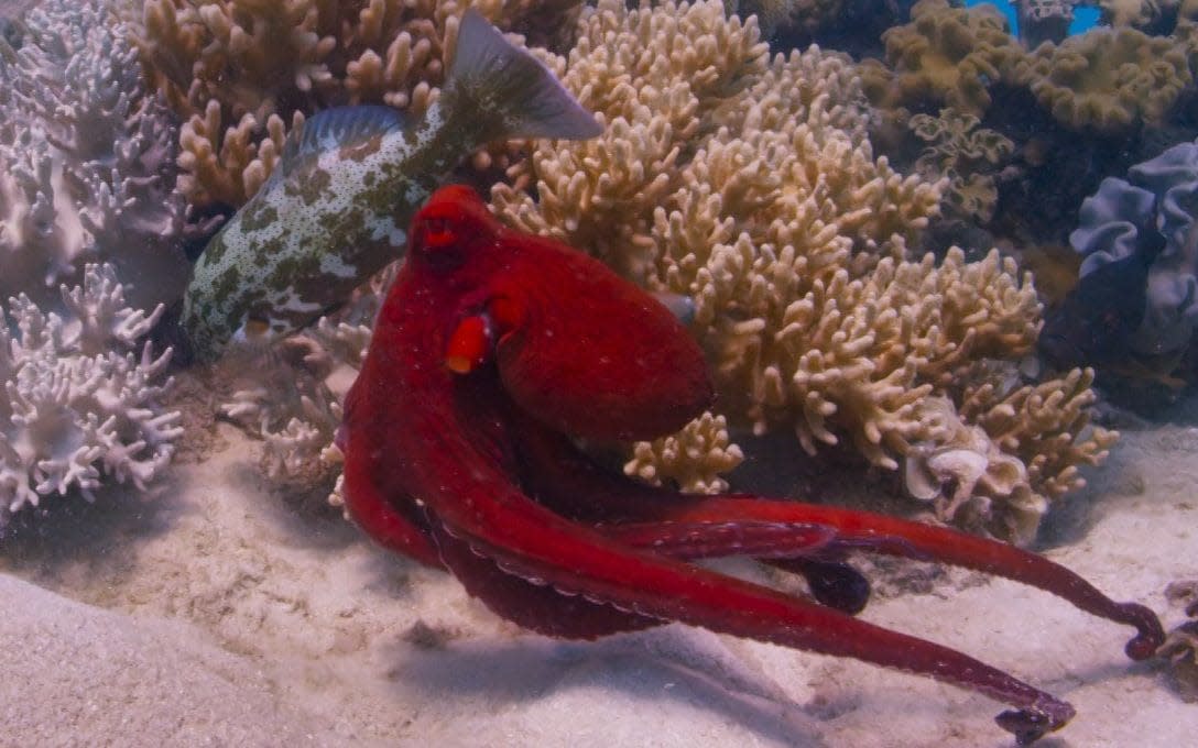 The grouper and octopus hunting together  - BBC