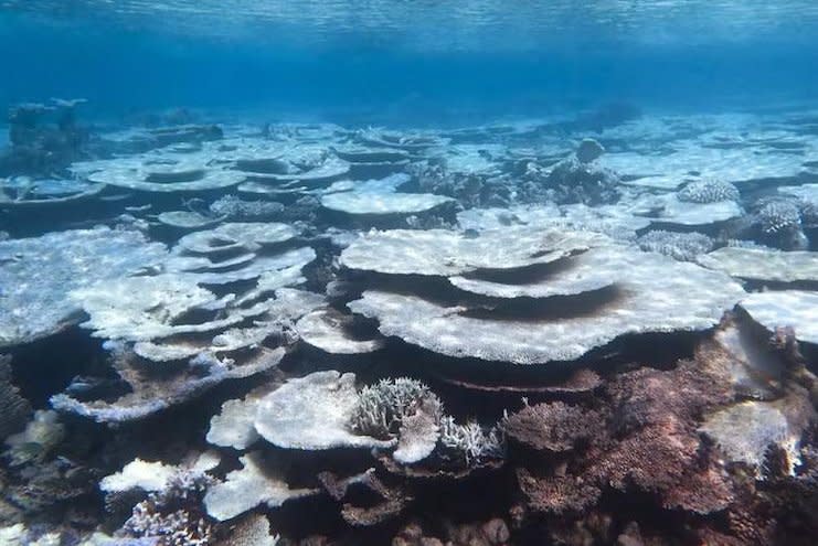 Mass bleaching in the Maldives in 2016 led to many corals dying. Photo by Stephen Bergacker/Liam Lachs