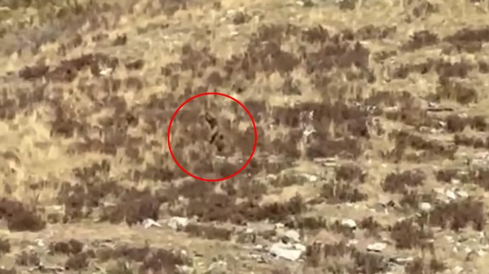 Tourists on the scenic railroad earlier this month captured footage of a large, hairy figure – which quickly went around the globe as viewers debated a possible ‘Bigfoot’ sighting (Video Elephant / Fox Houston)