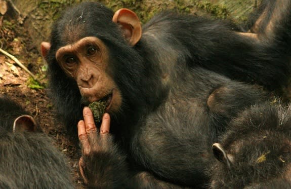 Ape See, Ape Do: Chimps Learn Skills from Each Other