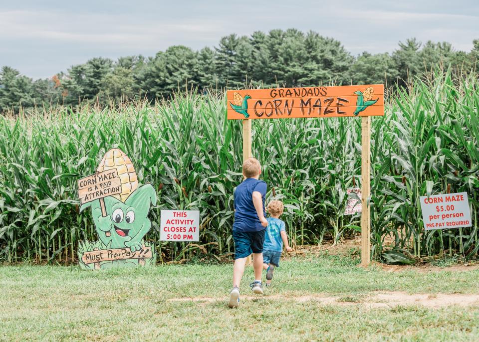 Grandad's Apples is an apple orchard in Henderson County with a corn maze, apple cannon and more.