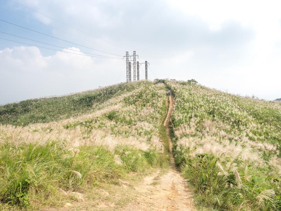 樹林三角埔頂山芒花（圖片來源：Getty Creative）