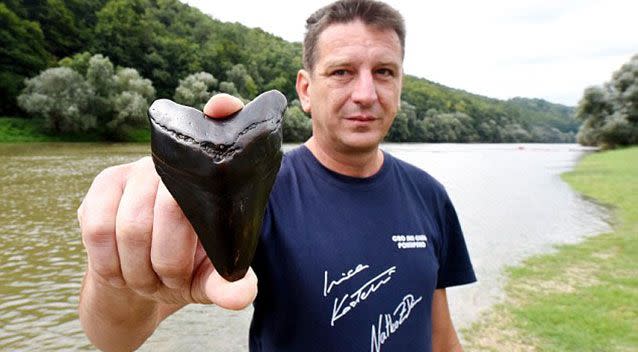 Ancient teeth discover by a local man in a river near Kupa, Croatia. Source: Supplied